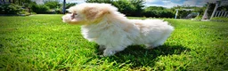 Havapoo dogs for sale: Gabby - Ad 19