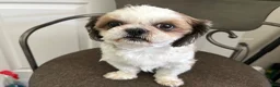 Shih Tzu dogs for sale: Shih Tzu 1 - Ad 7