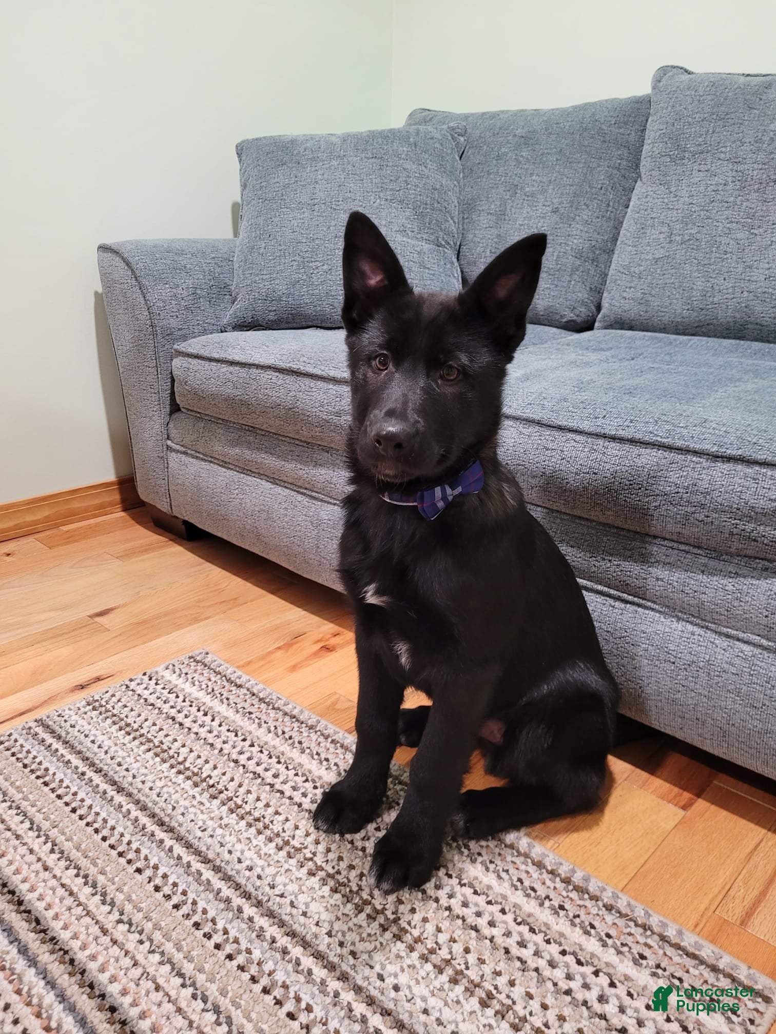 Mixed Breed dogs Atlas - Ad 11