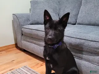 Mixed Breed dogs Atlas - Ad 11