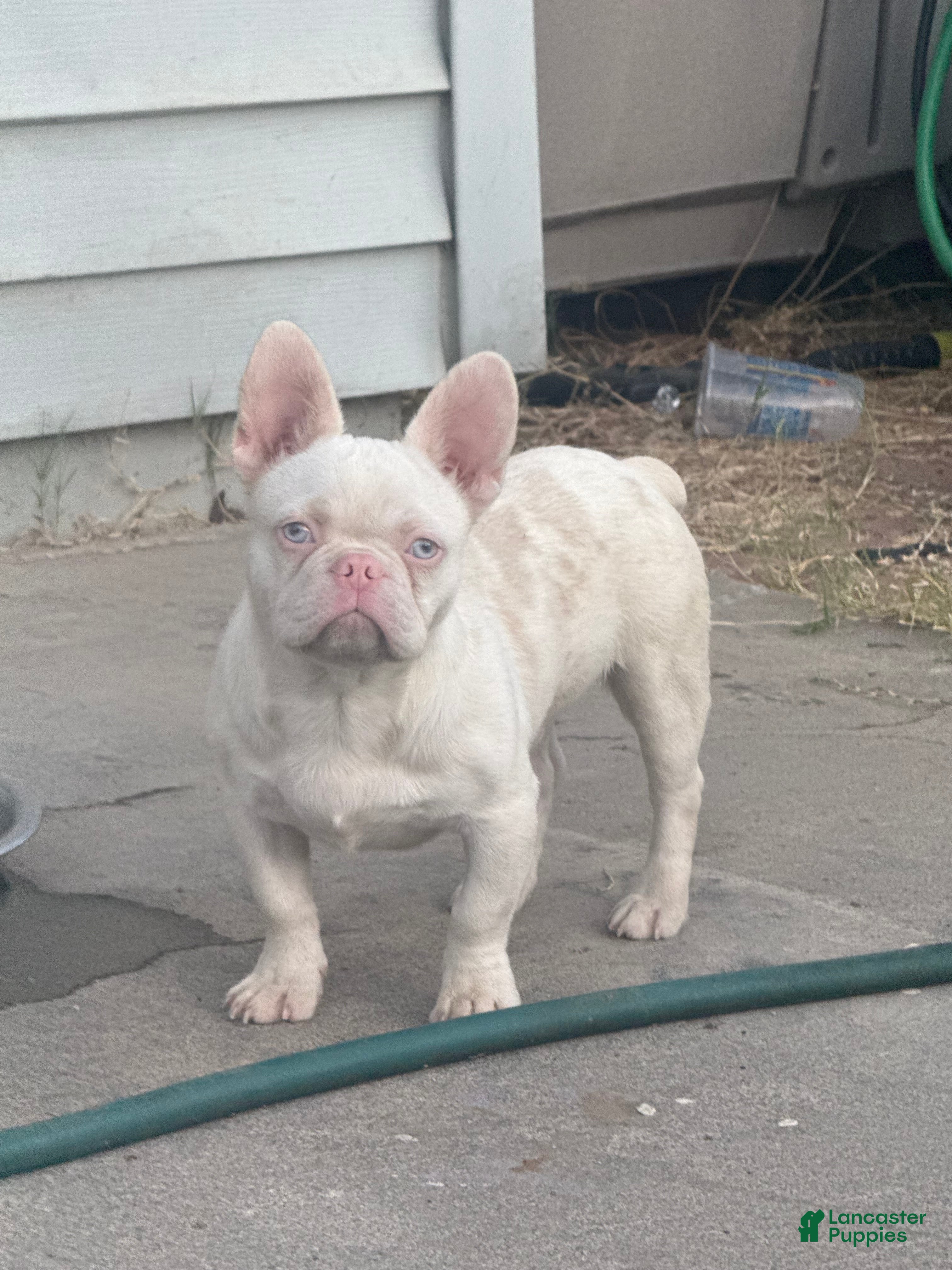 French Bulldog dogs Pinkey  - Ad 2