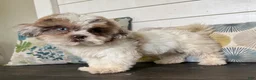 Shihpoo dogs for sale: Cinderella  - Ad 9