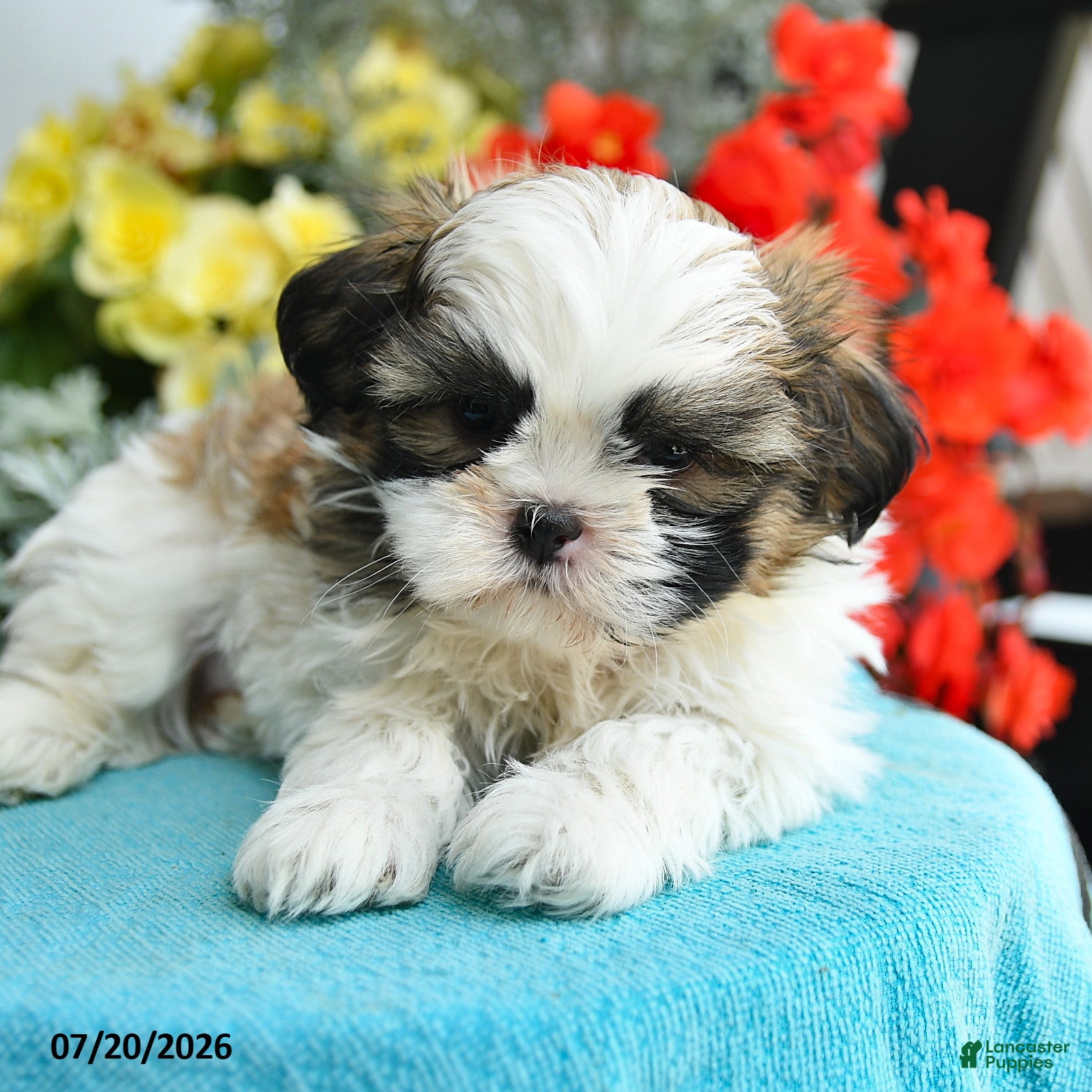 Shih Tzu dogs Katrina - Ad 1