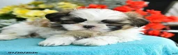 Shih Tzu dogs for sale: Katrina - Ad 1