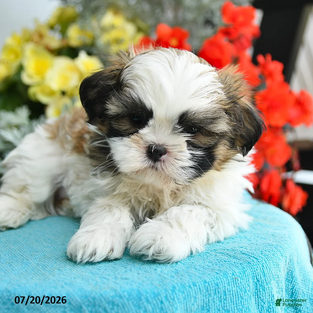 Shih Tzu dogs for sale: Katrina - Ad 1