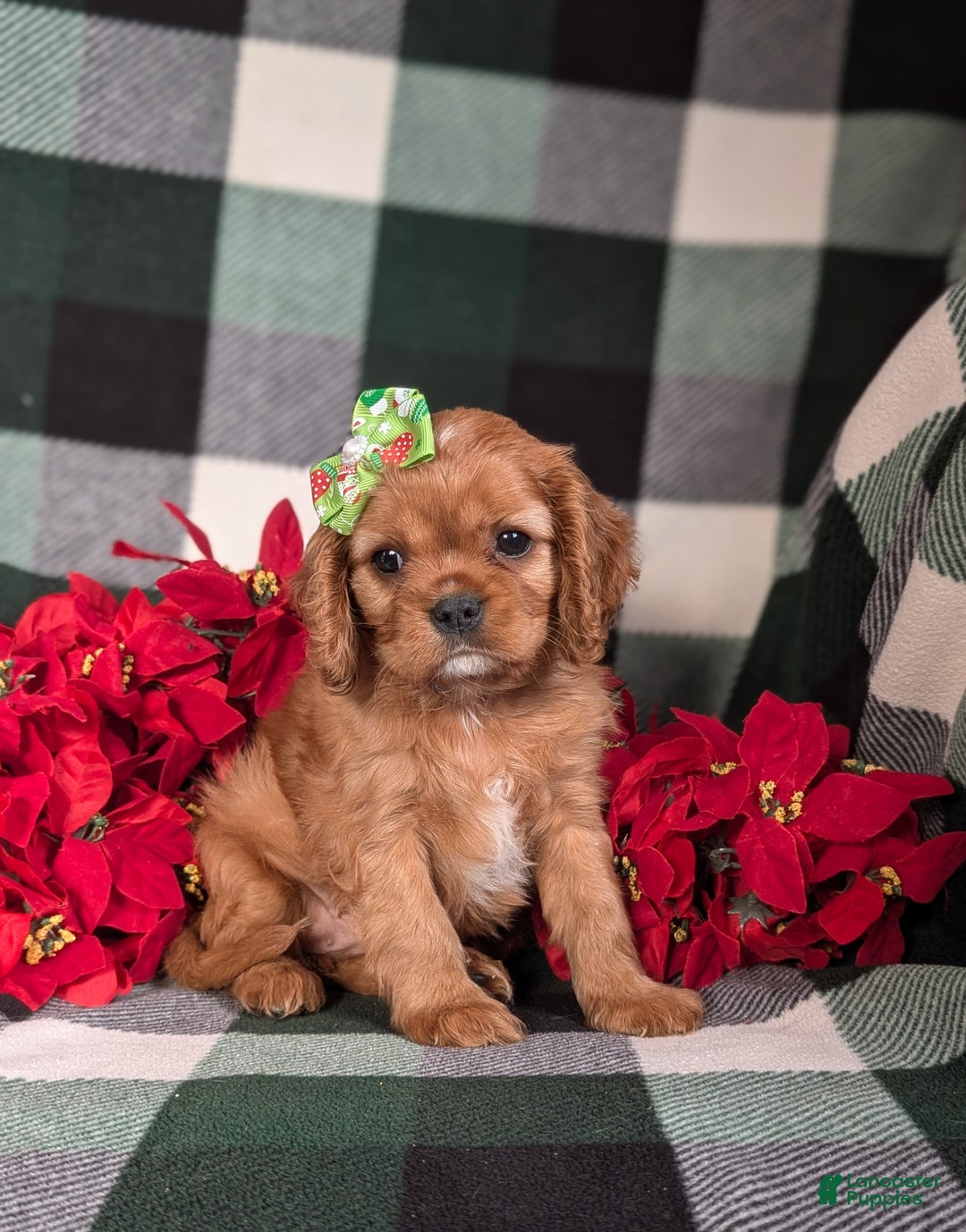 Cavalier King Charles Spaniel dogs for sale: Bridgett - Ad 3