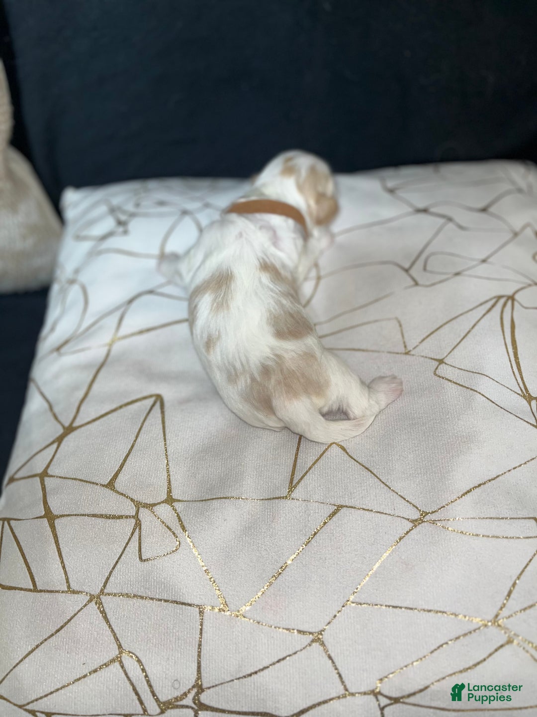 Shih Tzu dogs for sale: Rose - Ad 2