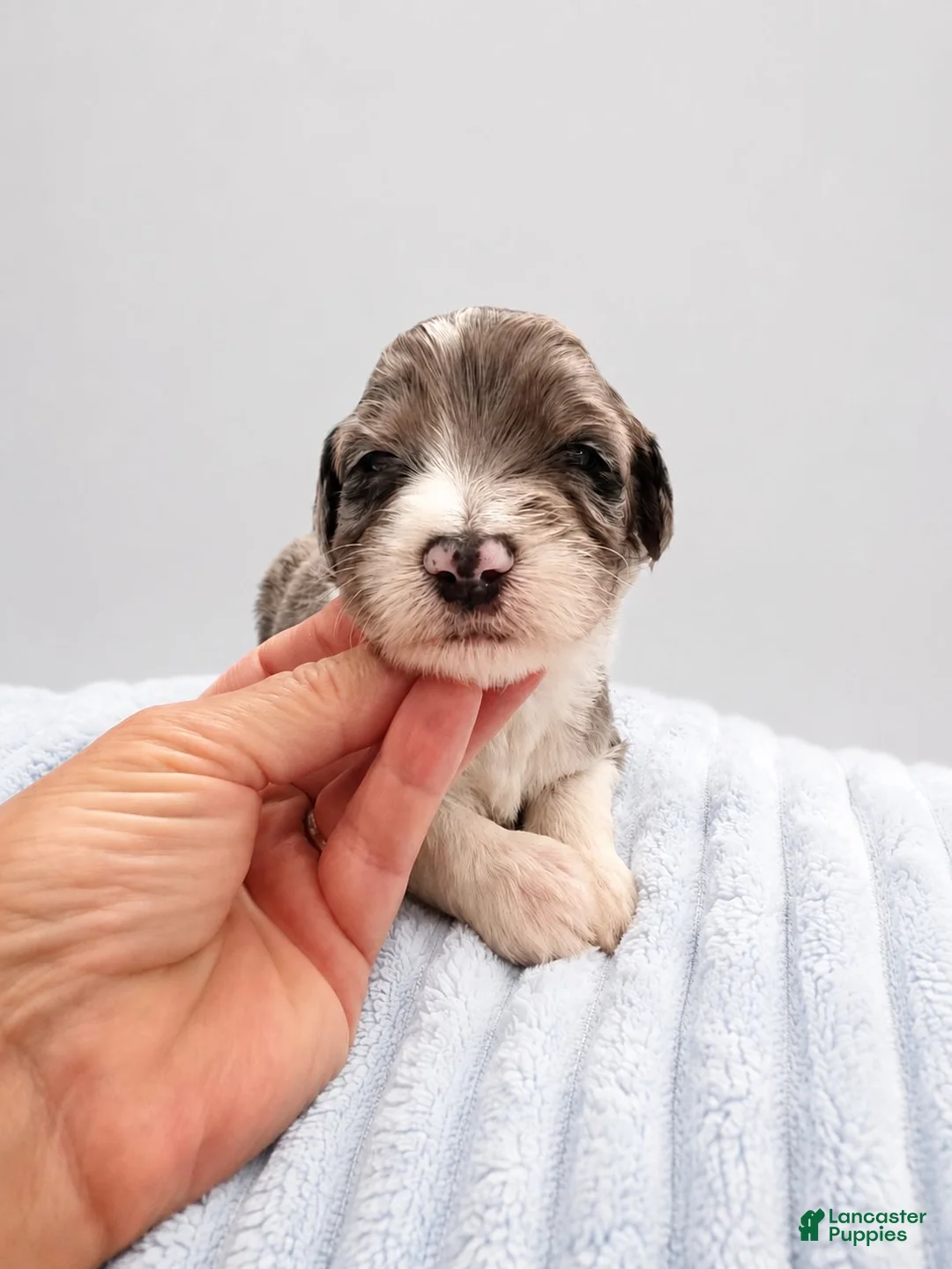 Sheepadoodle dogs for sale: Sheepadoodle 7 - Ad 1
