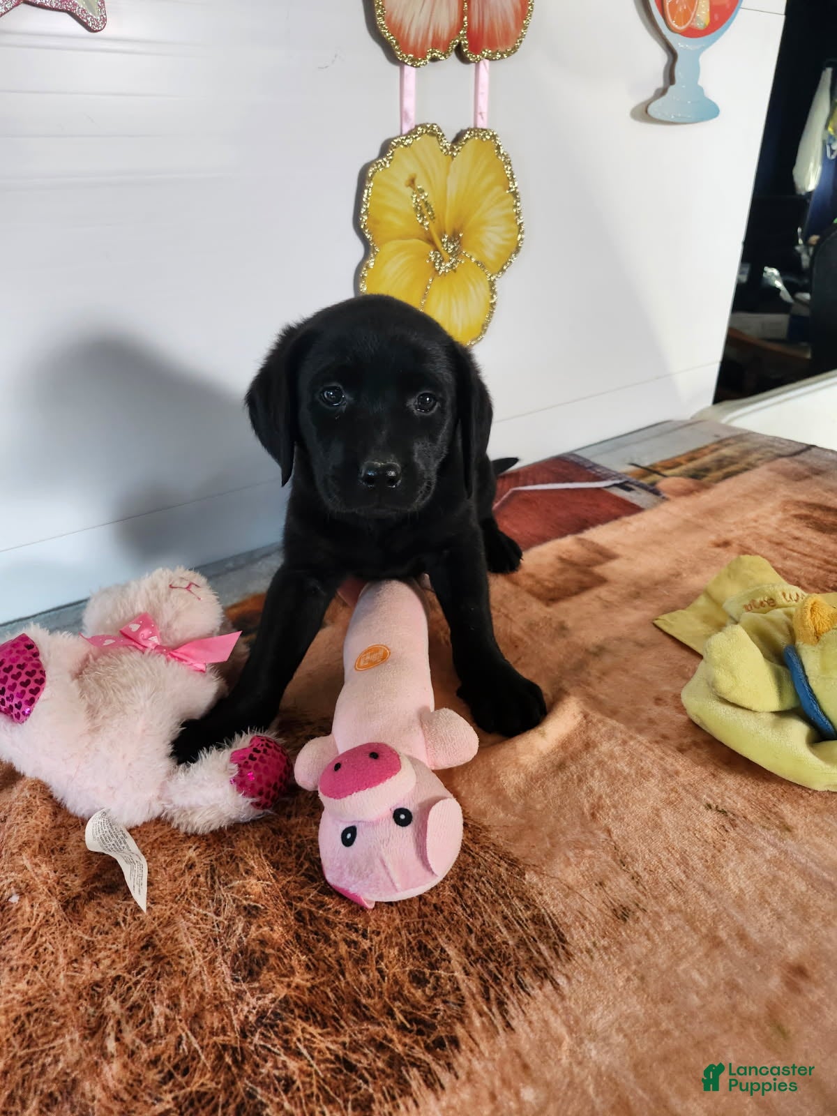 Labrador Retriever dogs Daisy - Ad 2