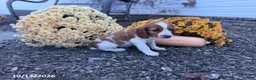 Welsh Springer Spaniel dogs for sale: Lori - Ad 12