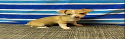 Chihuahua dogs for sale: Dylan - Ad 1