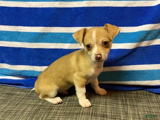 Chihuahua dogs Dylan - Ad 10