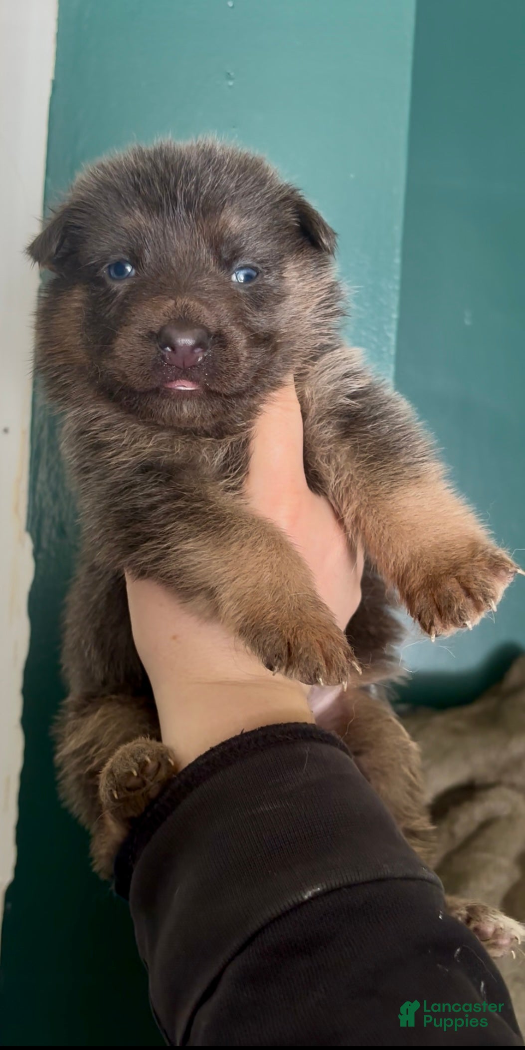 German Shepherd dogs German Shepherd Puppy 4 - Ad 9