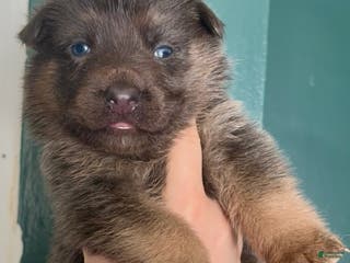 German Shepherd dogs German Shepherd Puppy 4 - Ad 37