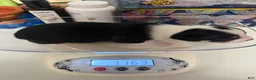 Chihuahua dogs for sale: Chihuahua 1 - Ad 6
