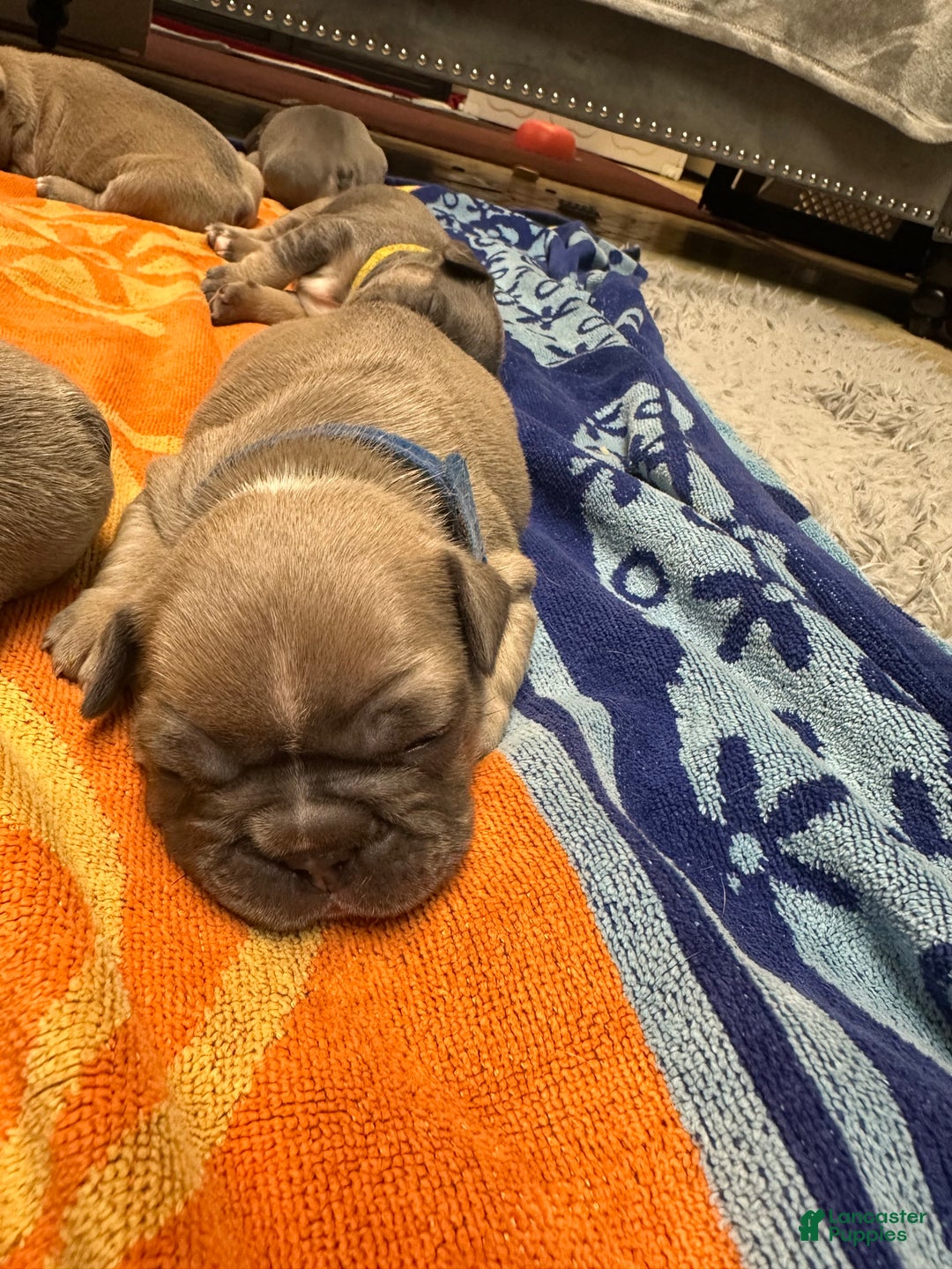 French Bulldog dogs for sale: Cartier  - Ad 7
