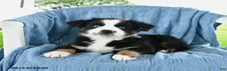 Miniature Australian Shepherd dogs for sale: Blue Eyes - Ad 2