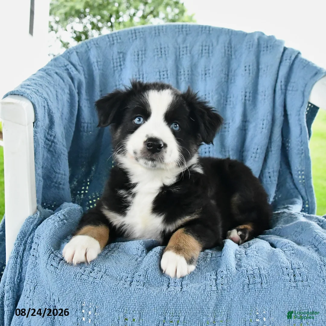 Miniature Australian Shepherd dogs for sale: Blue Eyes - Ad 2