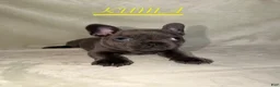 French Bulldog dogs for sale: French Bulldog 3 - Ad 3