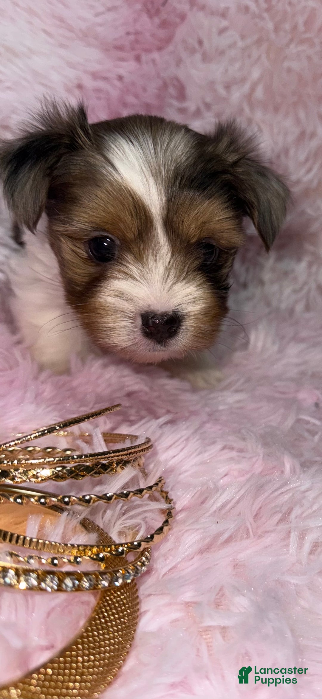 Yorkshire Terrier dogs for sale: Shimmer  - Ad 5