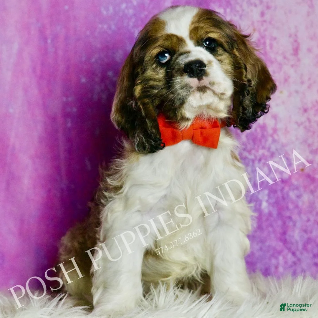 Cocker Spaniel dogs for sale: Comet - Ad 1