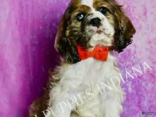 Cocker Spaniel dogs Comet - Ad 2