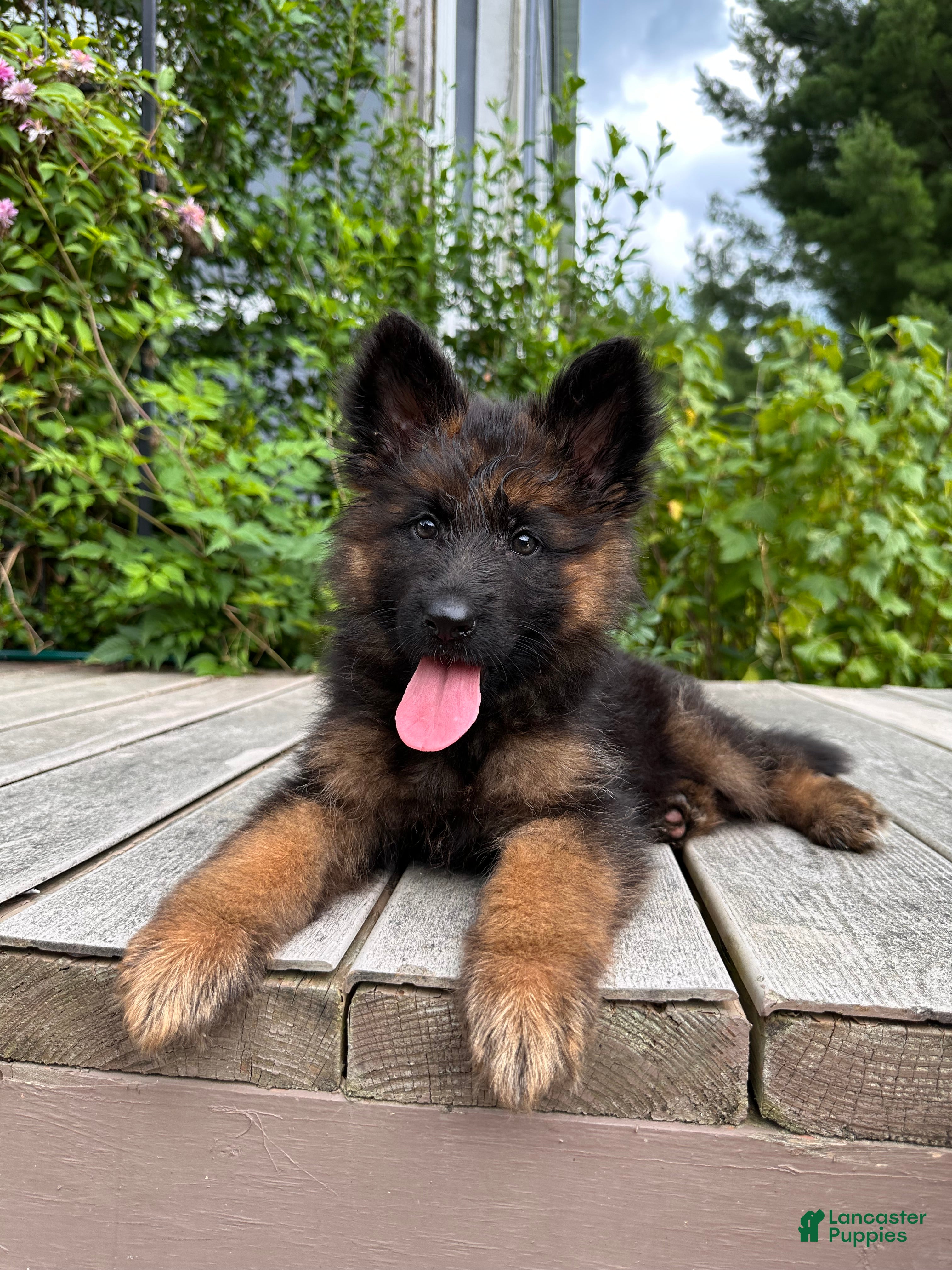German Shepherd dogs Hazel - Ad 2