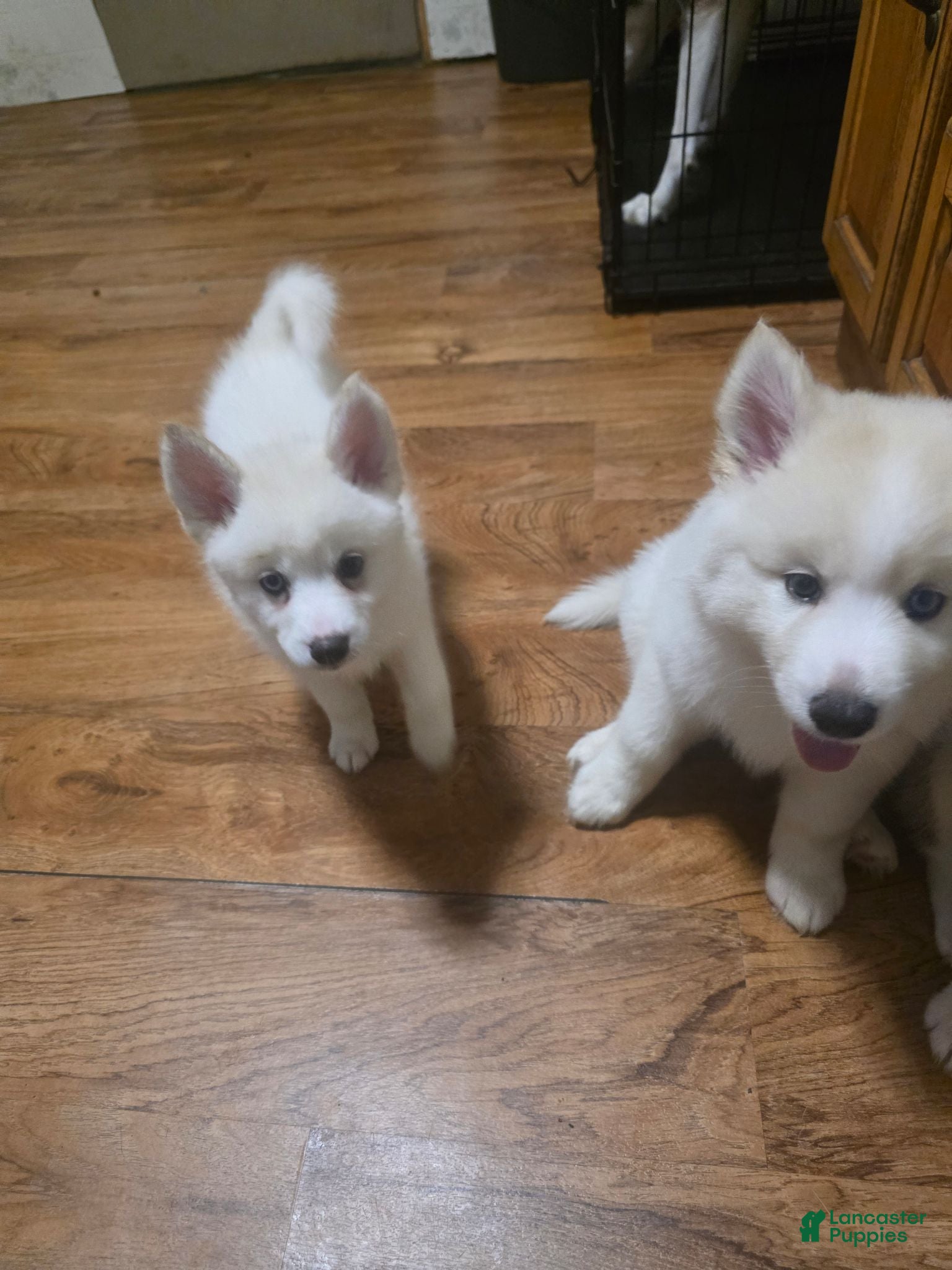 Pomsky dogs for sale: Polar - Ad 1
