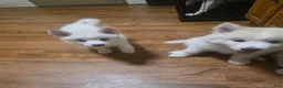 Pomsky dogs for sale: Polar - Ad 1
