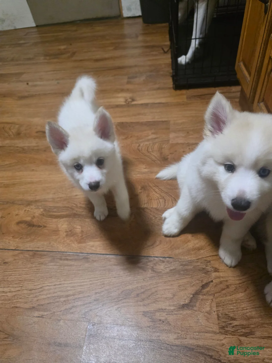 Pomsky dogs for sale: Polar - Ad 1