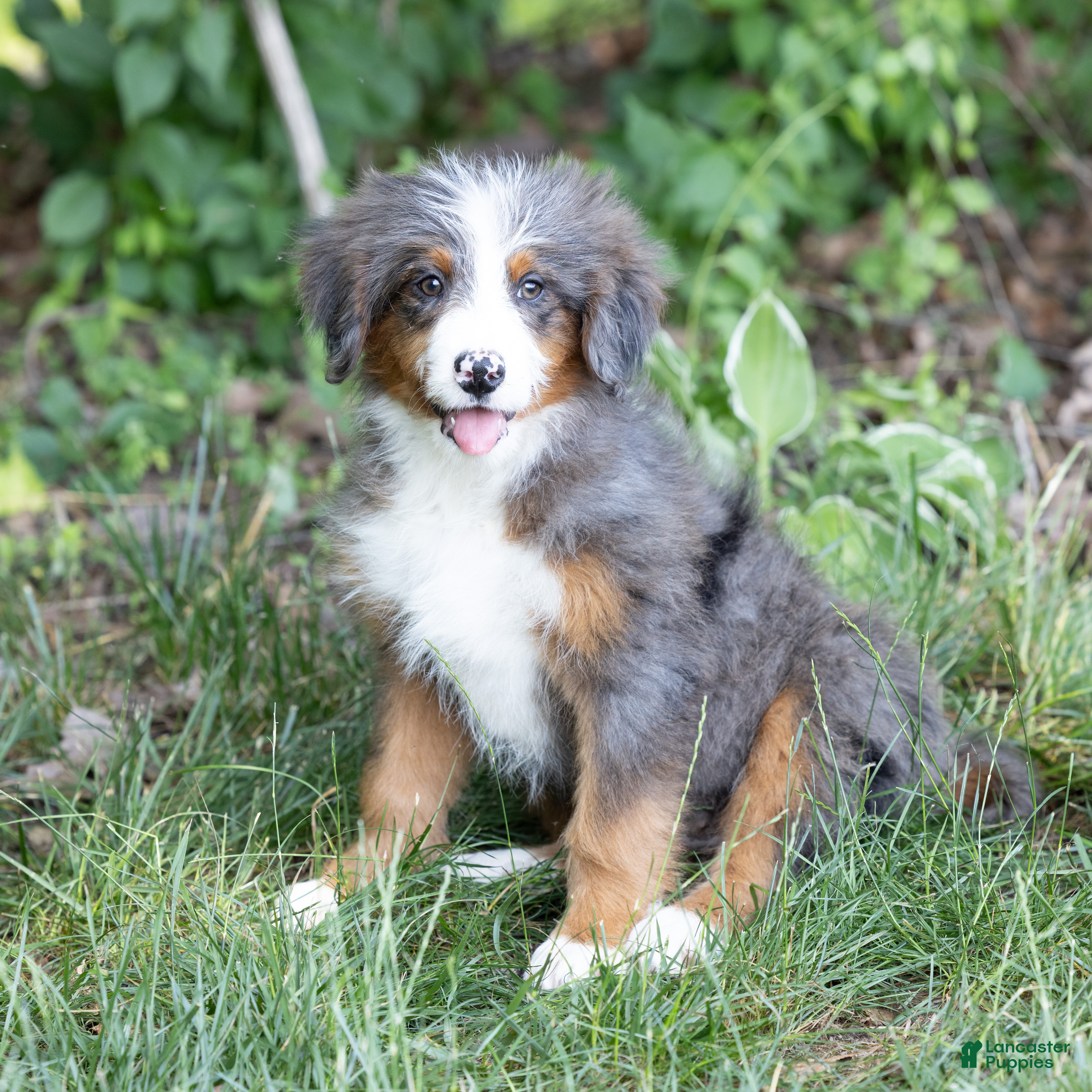 Bernedoodle dogs Shadow - Ad 2