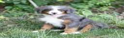 Bernedoodle dogs for sale: Shadow - Ad 2