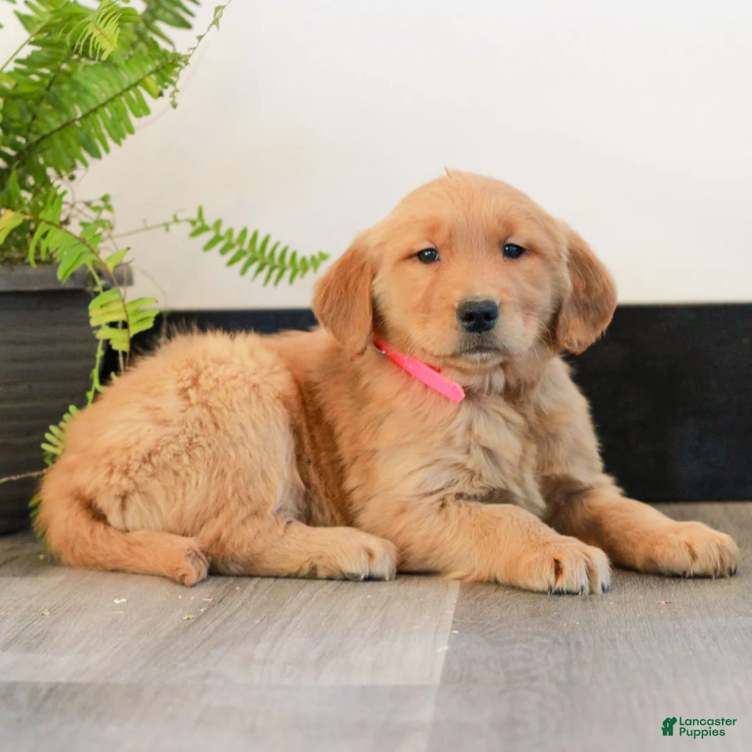 Golden Retriever dogs for sale: Tiana  - Ad 2