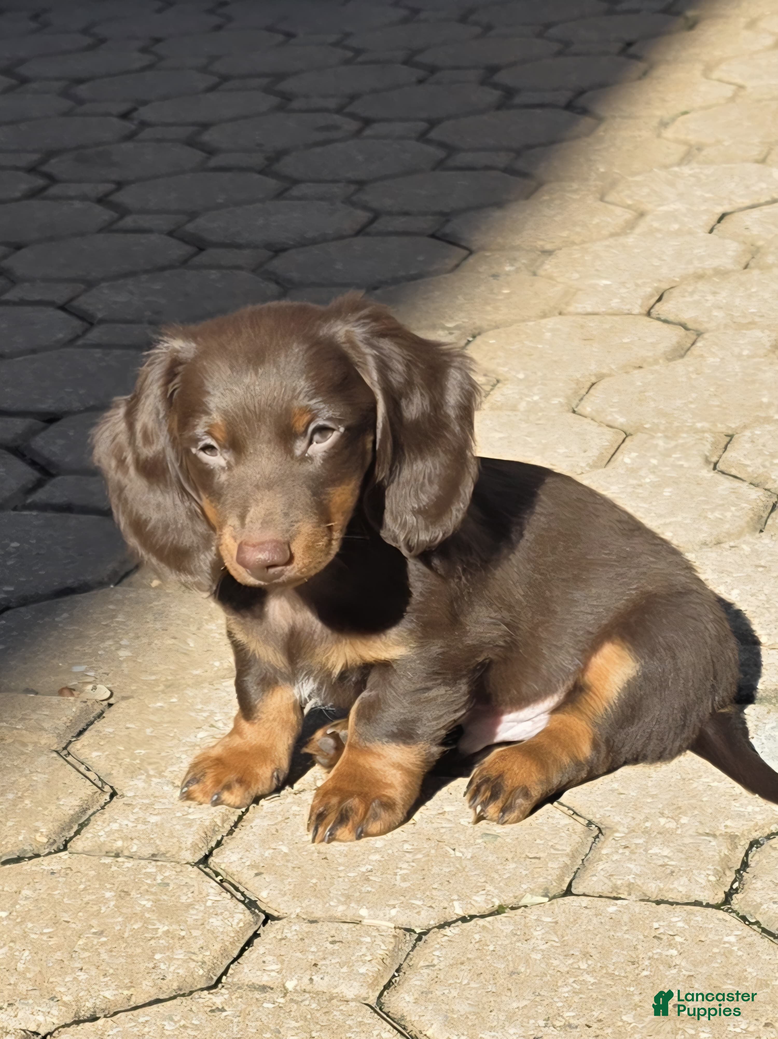 Miniature Dachshund dogs Coco - Ad 14