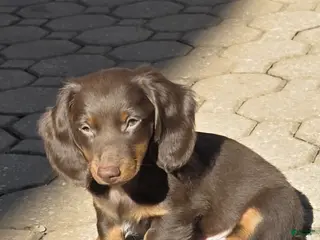 Miniature Dachshund dogs Coco - Ad 14