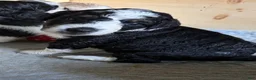 Aussiedoodle dogs for sale: Boston Rob - Ad 10