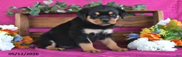 Rottweiler dogs for sale: Natalie - Ad 4