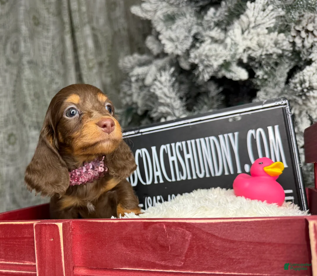 Miniature Dachshund dogs for sale: Ready 12/24/25 - Ad 9
