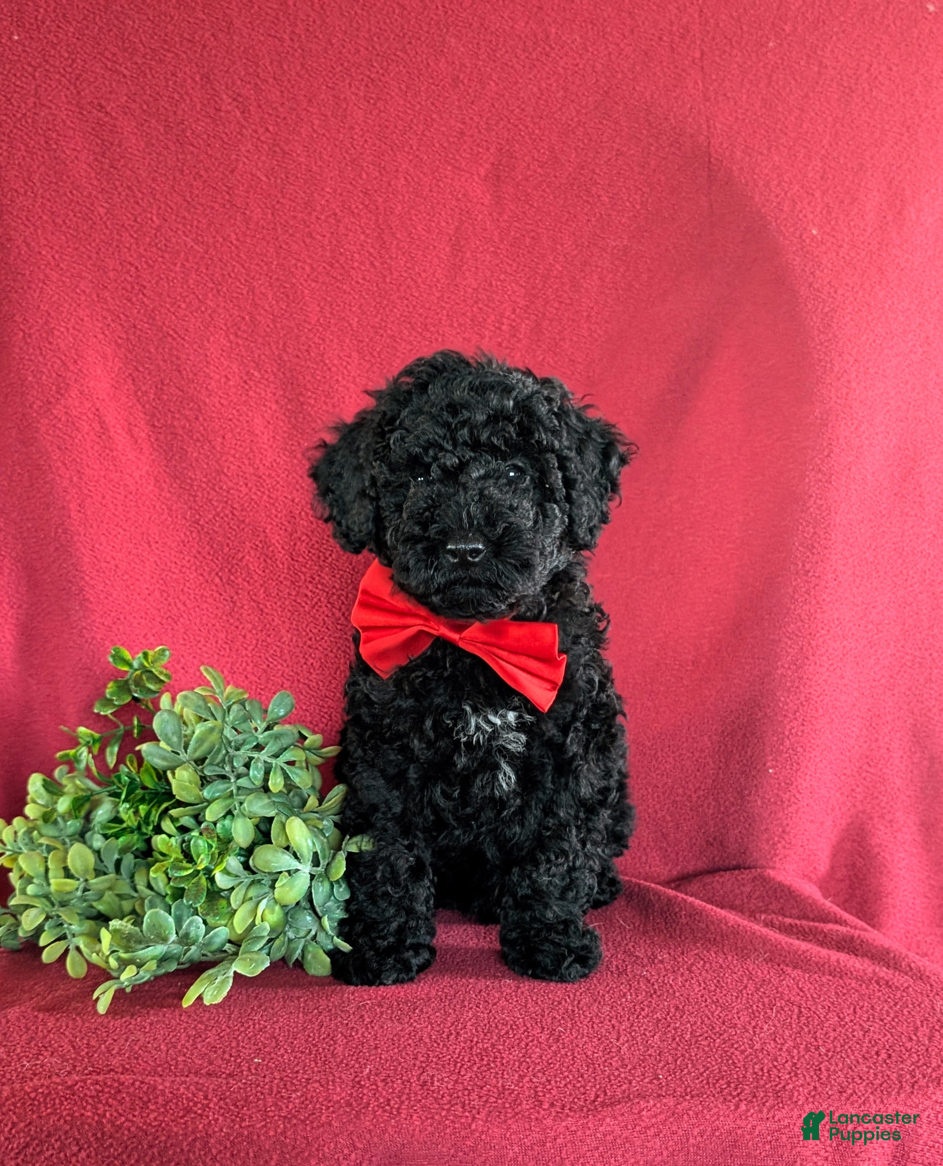 Miniature Poodle dogs Daine - Ad 2
