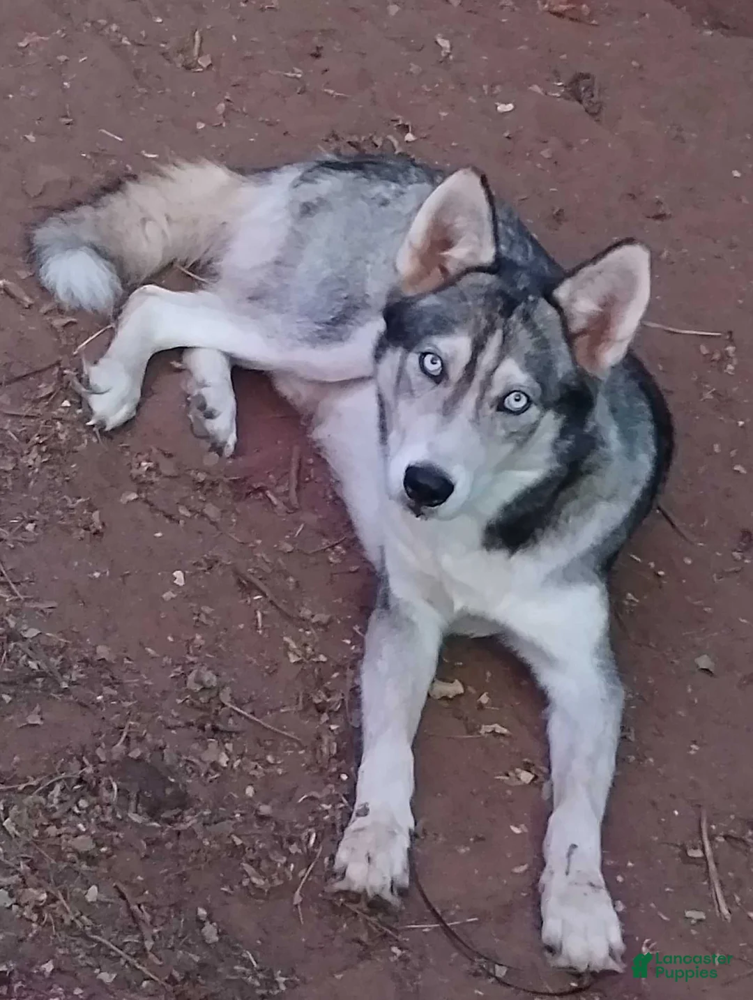 Siberian Husky dogs for sale: Boy - Ad 2