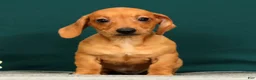 Miniature Dachshund dogs for sale: Piper - Ad 4