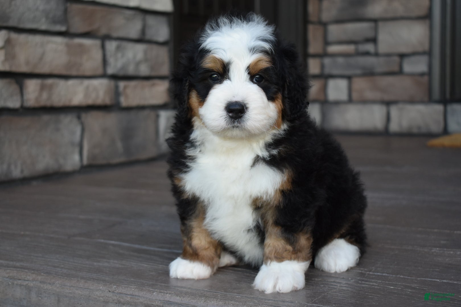 Mini Bernedoodle dogs Jax - Ad 2
