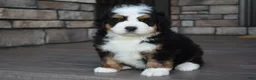 Mini Bernedoodle dogs for sale: Jax - Ad 7