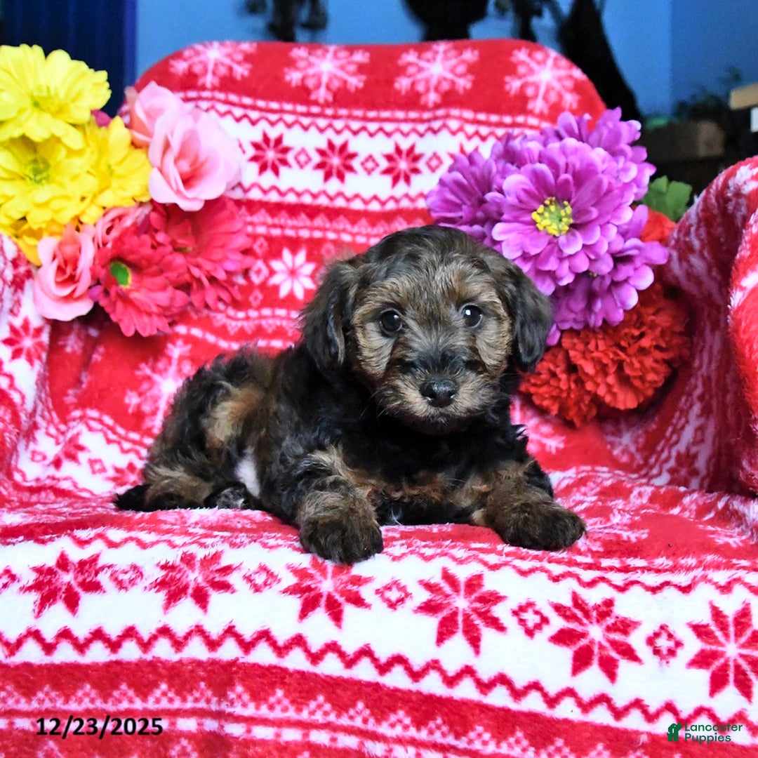 Yorkiepoo dogs for sale: Hickory - Ad 3