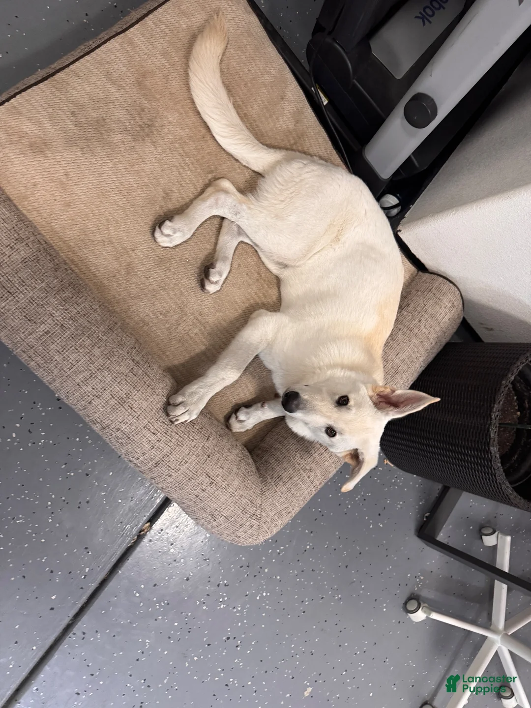 German Shepherd dogs for sale: German Shepherd 1 - Ad 2