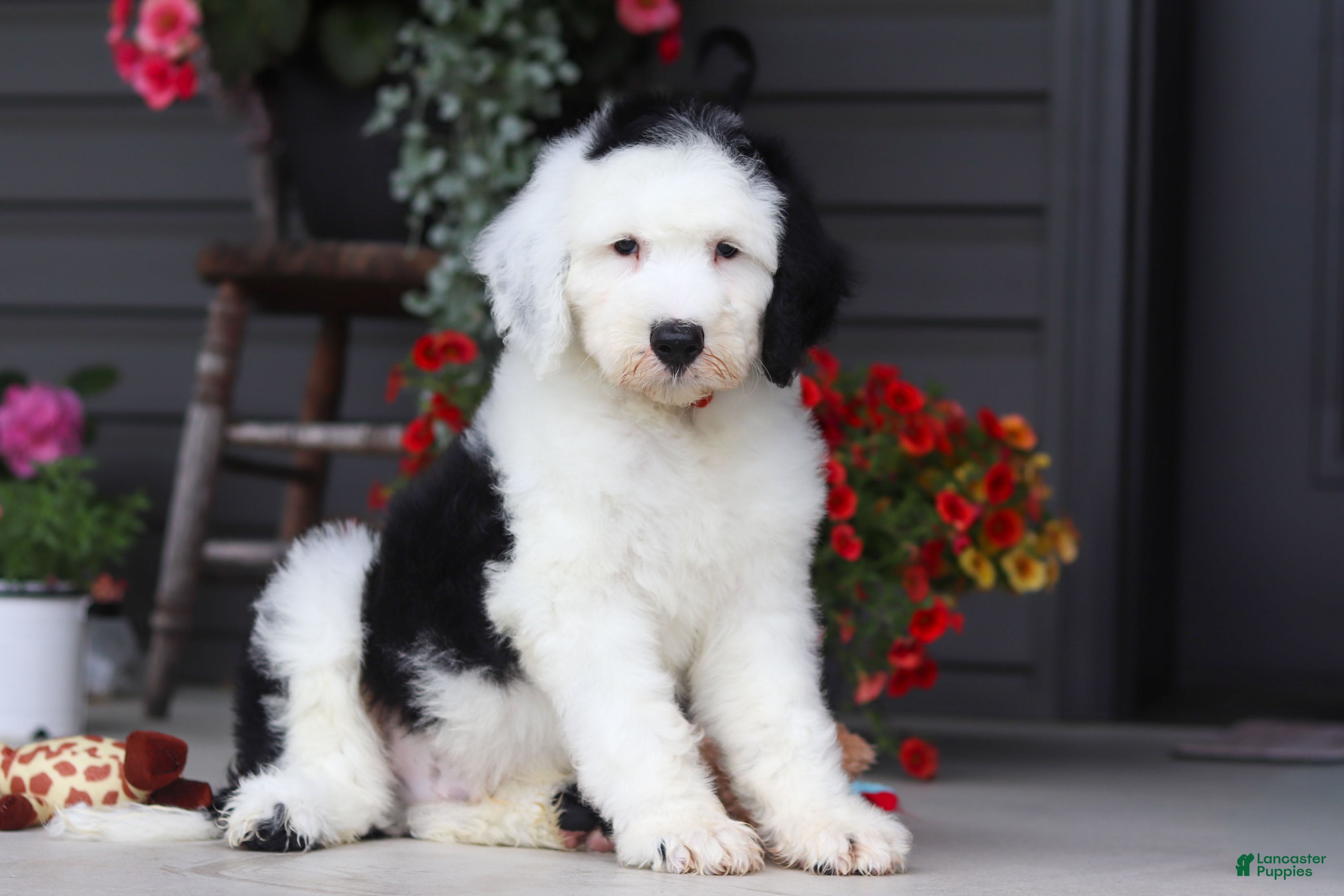 Sheepadoodle dogs Bentley - Ad 1