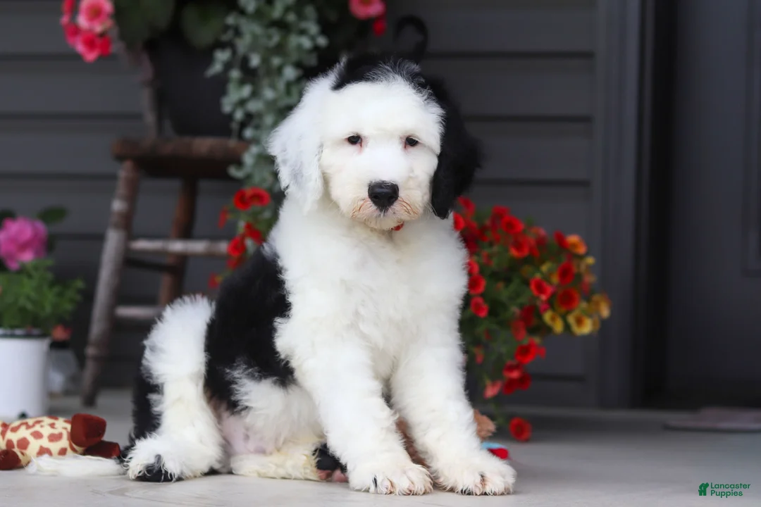 Sheepadoodle dogs for sale: Bentley - Ad 1