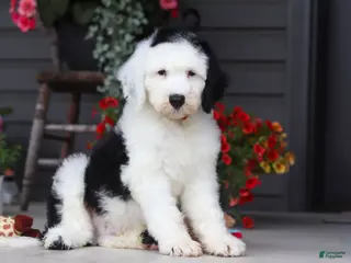 Sheepadoodle dogs for sale: Bentley - Ad 1