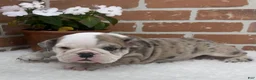 English Bulldog dogs for sale: Teresa - Ad 5