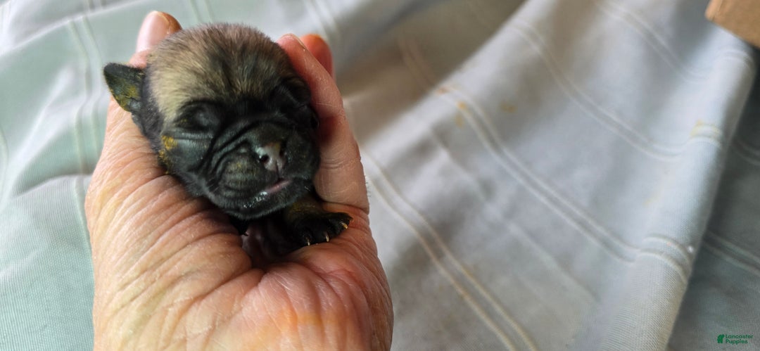 Pug dogs for sale: Nakita - Ad 4